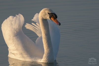 Mute Swan