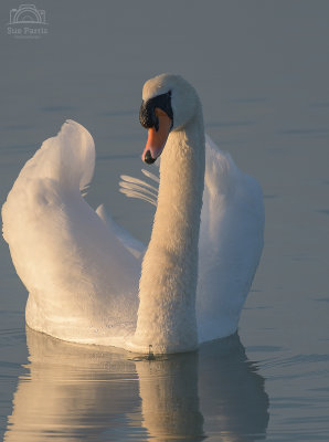 Mute Swan