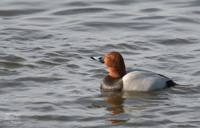 'Sunbathing' Drake Pochard - just love those 'ruby' eyes!
