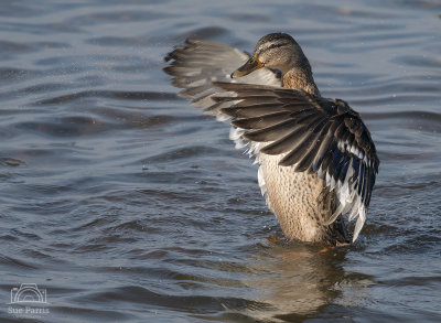 Bath time sequence - Female Mallard