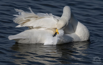 Whooper Swan