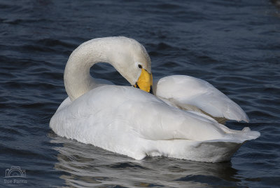 Whooper Swan