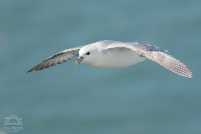 Focus on Fulmars
