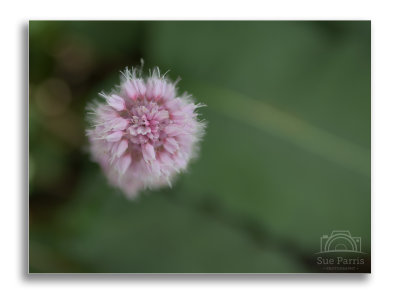 Tranquility....' (Persicaria)