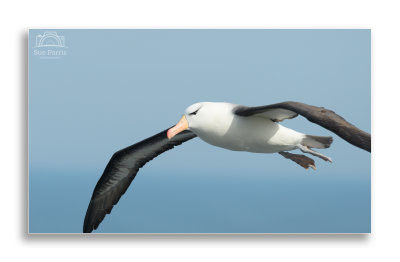 Albert the Bempton Albatross