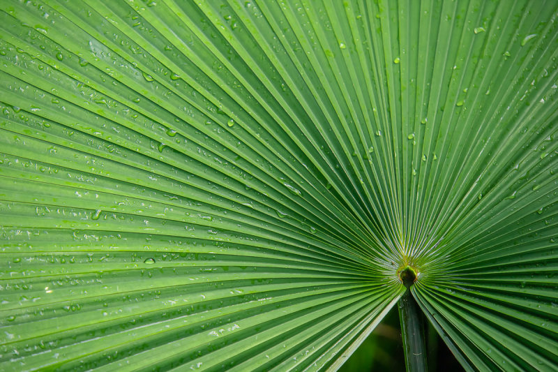 Fan Palm Leaf
