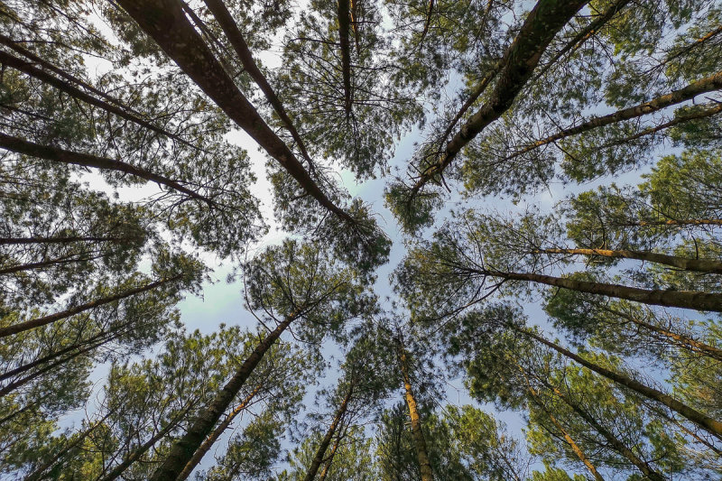 Hutan Pinus Mangunan 1