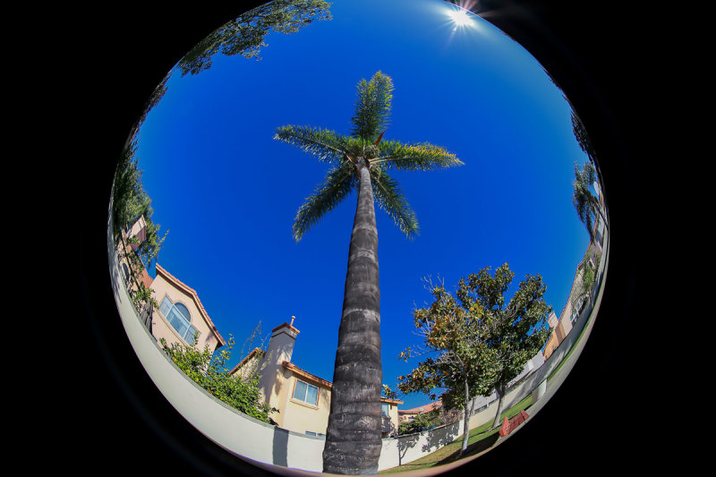 Lone Palm
