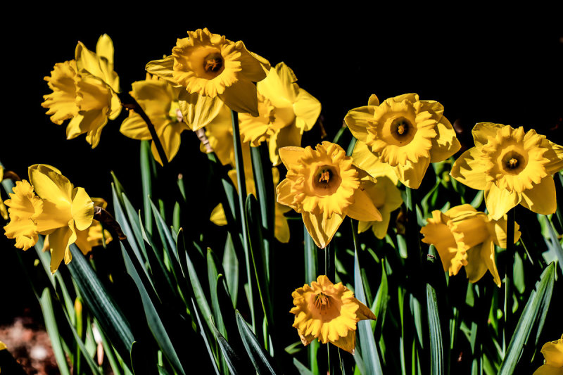 Daffodils