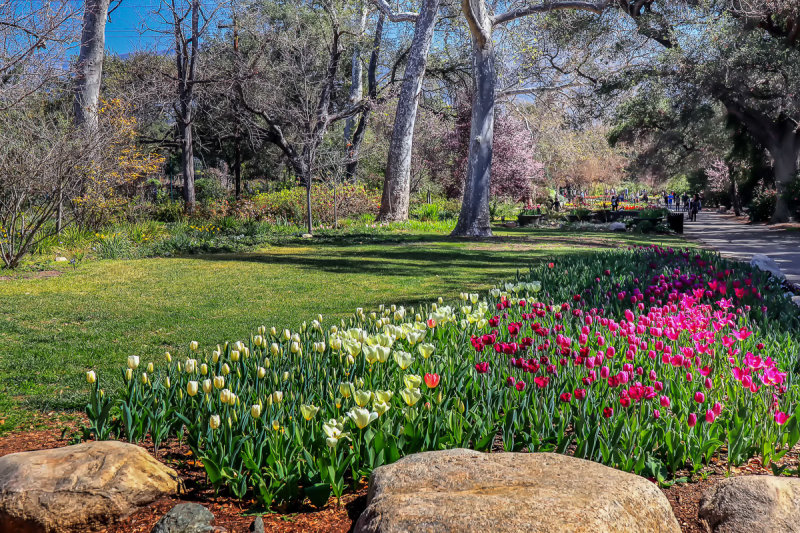 Tulip Garden