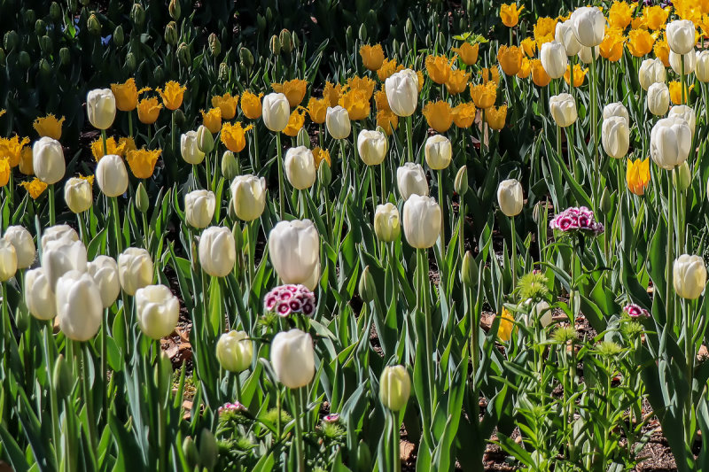 Tulips