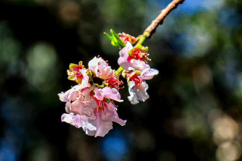 Blossoms