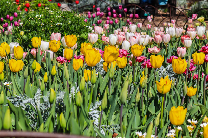 Tulip Blooms 4