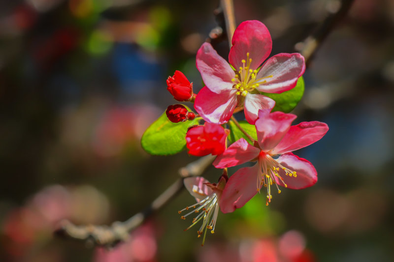 March Blossoms