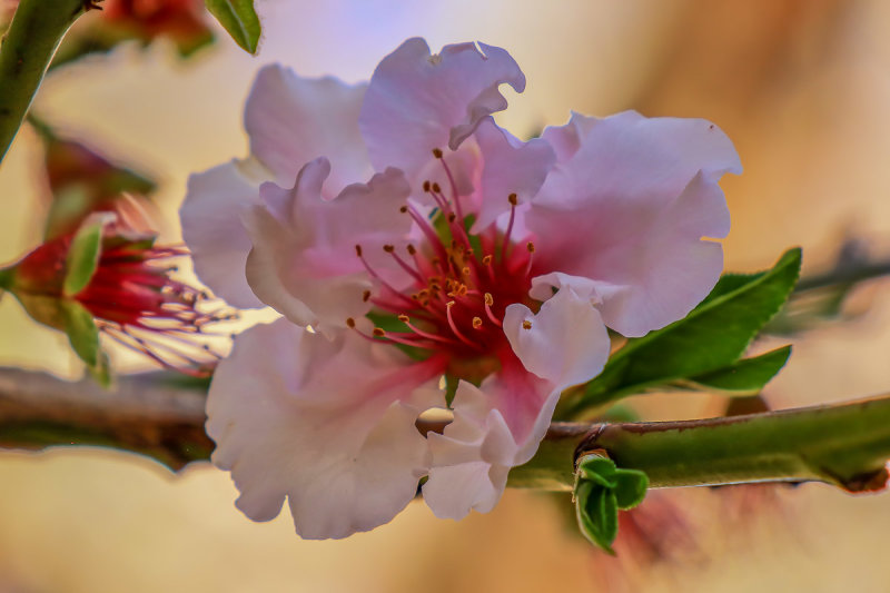 Blossom Time