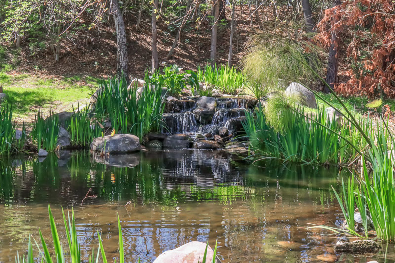 Pond
