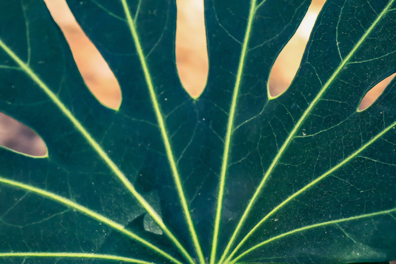 Green Leaf