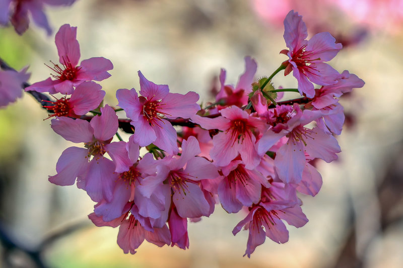 Sakura 1
