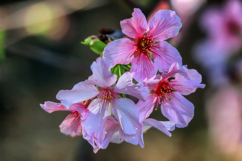 Sakura 2