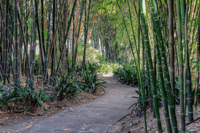 Bamboo 3