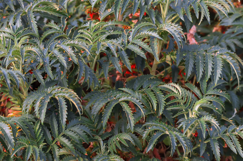 Leaves