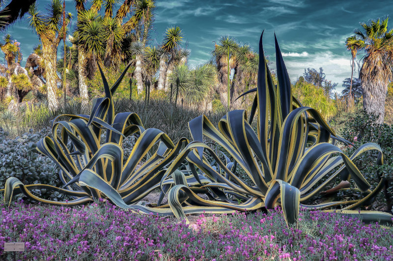  Desert Garden 1