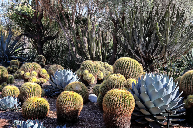  Desert Garden 8
