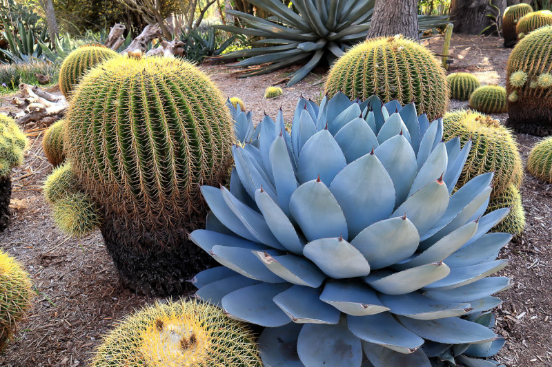  Desert Garden 9
