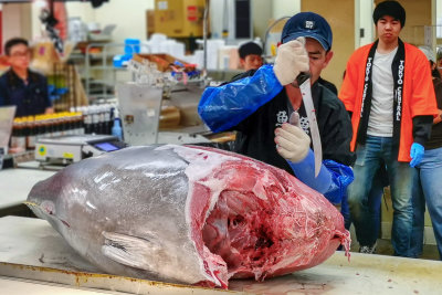 Tuna Cutting 1
