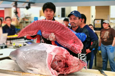 Tuna Cutting 2