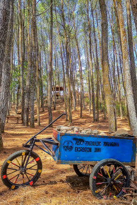Hutan Pinus Mangunan 2
