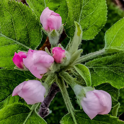 Semi Blooms