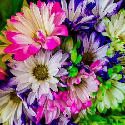 Multi Color Blooms