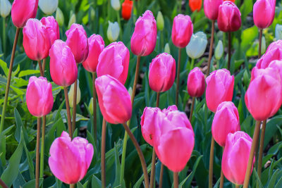 Tulip Blooms 1