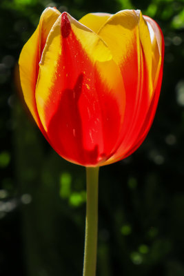 Single Tulip