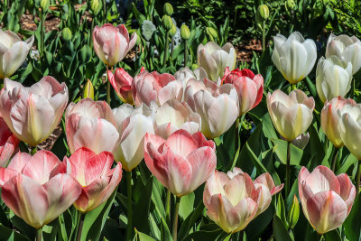 Tulips Tulips Tulips