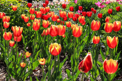 Tulip Blooms 3