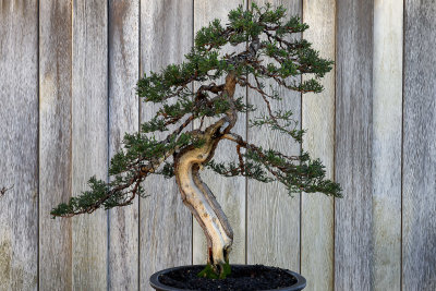 Bonsai 3