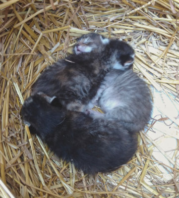Feral Kittens