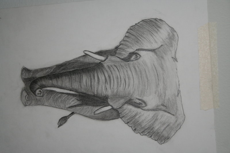 Elephant