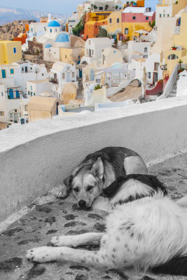 Cats and Dogs on Santorini