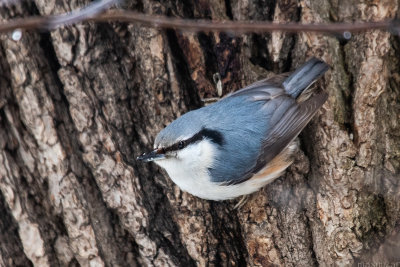 Nuthatch