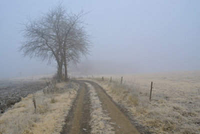in_the_fog