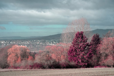 DSC_2715.jpg