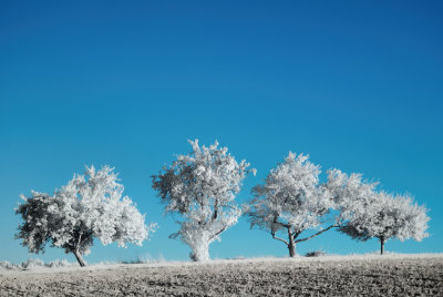 Trees in infrared