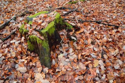 DSC_6272.jpg