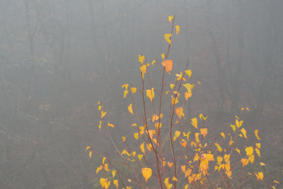 DSC_6918.jpg
