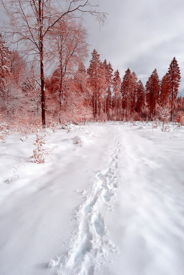 DSC_7944_Co.jpg