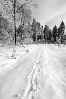 DSC_7944_SW.jpg