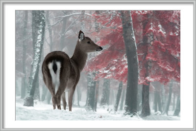 IR in the Snow II
